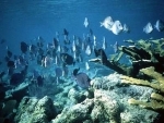 UN seeks global instrument to protect marine biodiversity